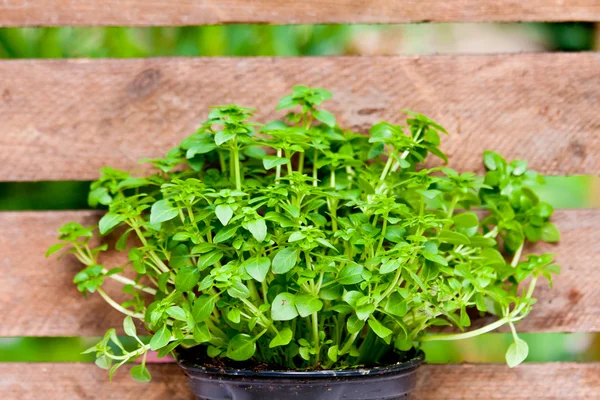 Basil in a flowerpot — Stock Photo, Image