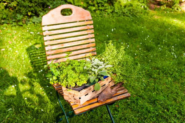 Mand met kruiden in een tuin — Stockfoto