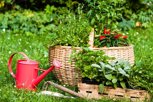 Herbes dans un jardin — Photo