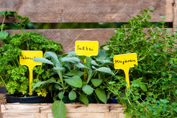 Herbs — Stock Photo, Image