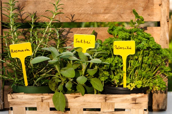 Herbs — Stock Photo, Image