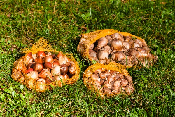 Bulbos de flores en el jardín —  Fotos de Stock