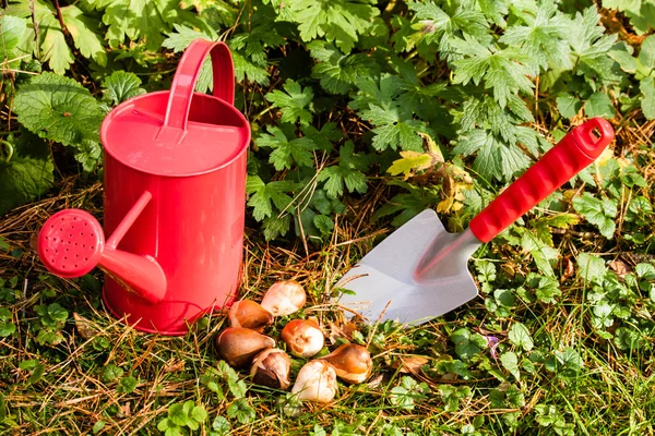 Blumenzwiebeln im Garten — Stockfoto