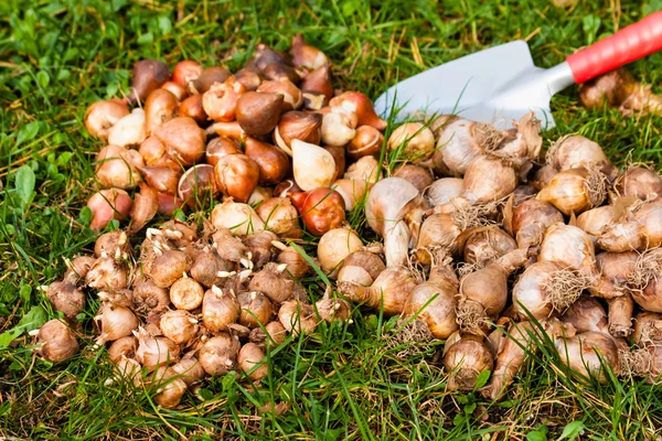 Bulbi di fiori in giardino — Foto Stock