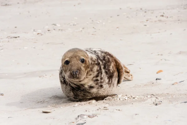 Seal on the Beach — Stock Photo, Image