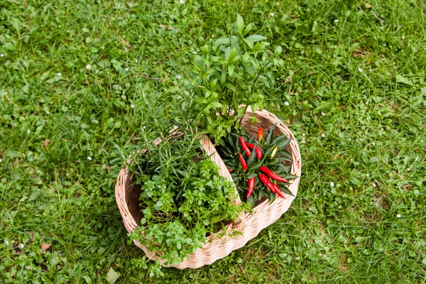 Kräuter im Korb — Stockfoto