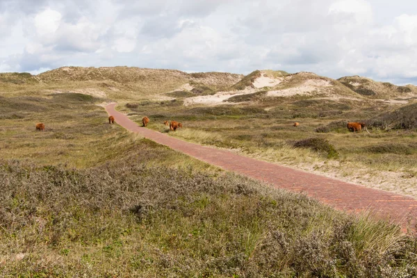 オランダの砂丘の風景 — ストック写真