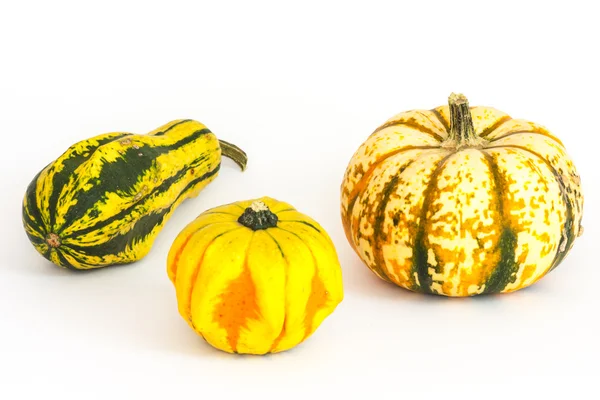 Ornamental or decorative gourd — Stock Photo, Image