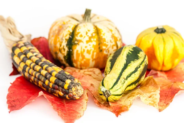 Ornamental or decorative gourd — Stock Photo, Image