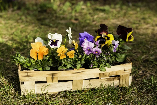 Pansies in a basket — Stock Photo, Image