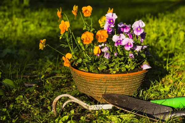 Stiefmütterchen — Stockfoto