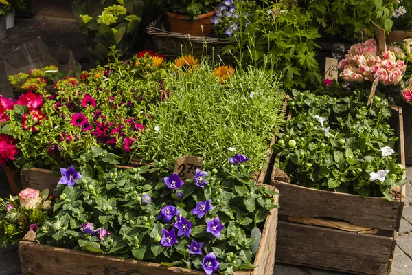 Flower-Shop — Stock Photo, Image