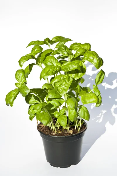 Basil — Stock Photo, Image