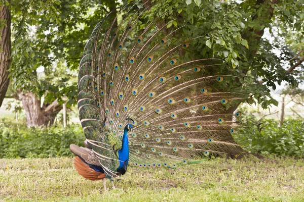 Pavão — Fotografia de Stock