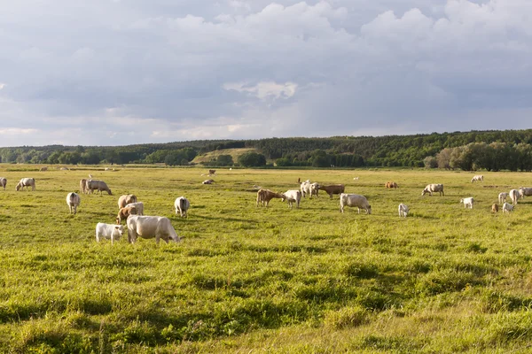 Cattle herd on a meadow — Stockfoto