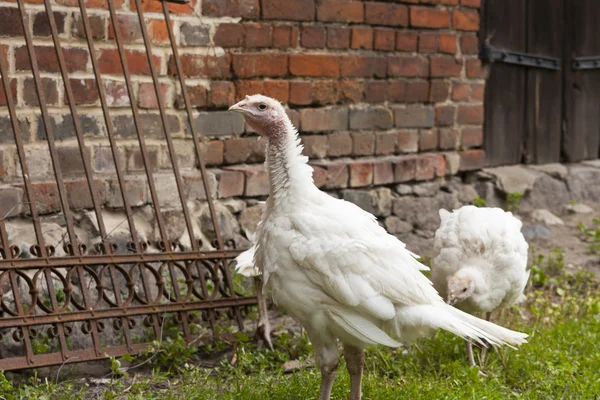 Курицы Турции на ферме — стоковое фото