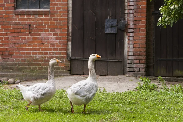 Geese on a farm — Stock Photo, Image