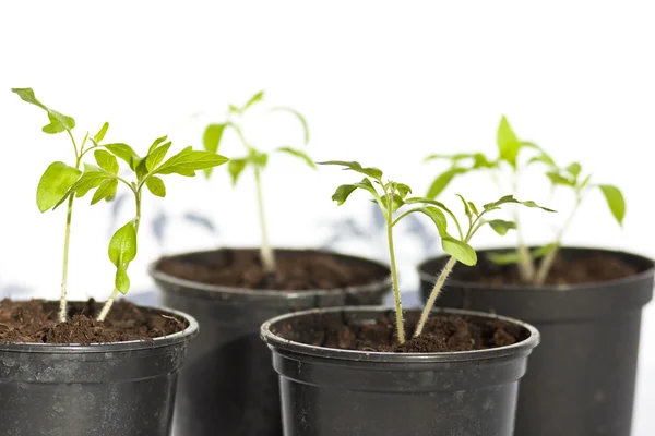 Planta de tomate — Foto de Stock