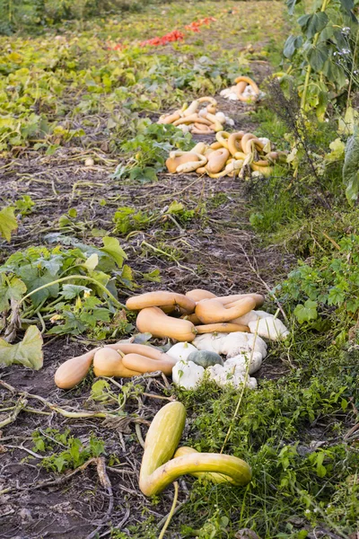 Pumpa på ett fält — Stockfoto