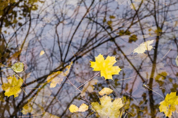 Suda sonbahar yaprakları — Stok fotoğraf