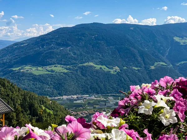 Den Bergen Mit Blumen Vordergrund Stockfoto