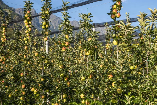 Almaültetvény Espalier Gyümölcs Dél Tirol Olaszország Stock Kép