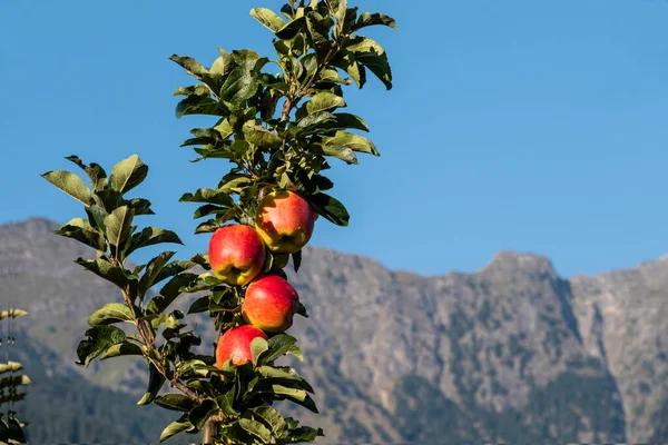 Μηλιά Espalier Φρούτα Στις Άλπεις Φωτογραφία Αρχείου