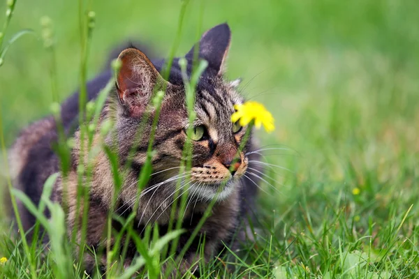 Wildcat pequeño depredador —  Fotos de Stock