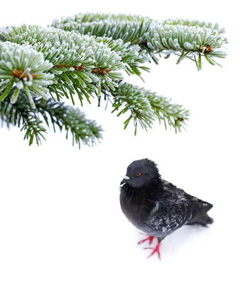 Gefrorener Vogel — Stockfoto