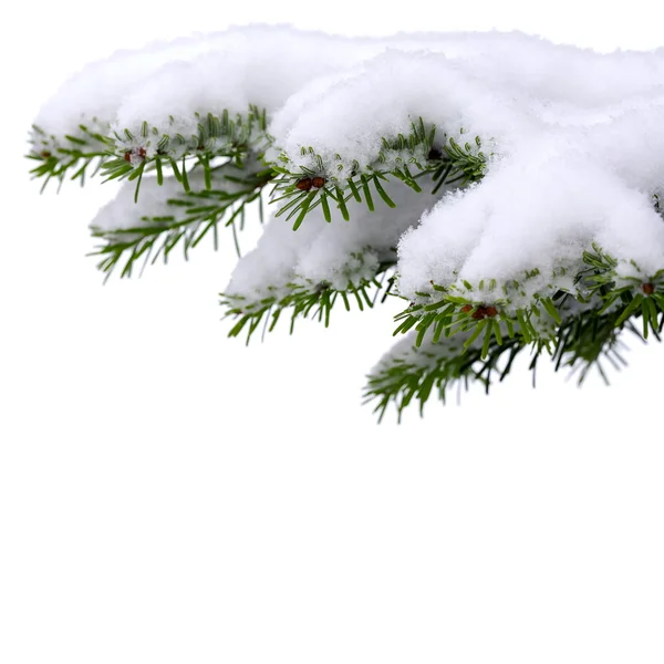 Christmas tree — Stock Photo, Image