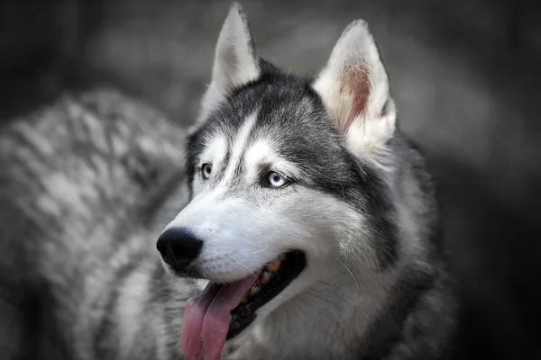 Sibirischer Husky — Stockfoto