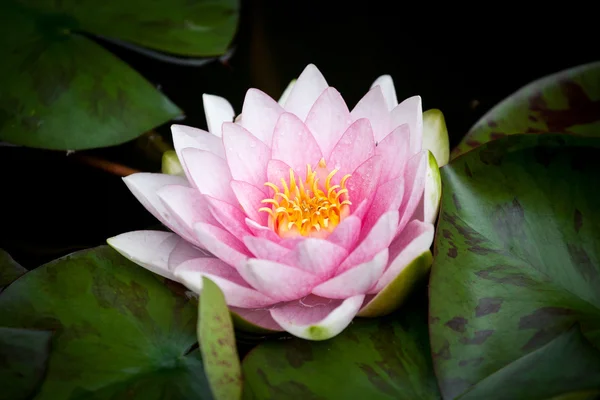 Flor de lirio de agua — Foto de Stock