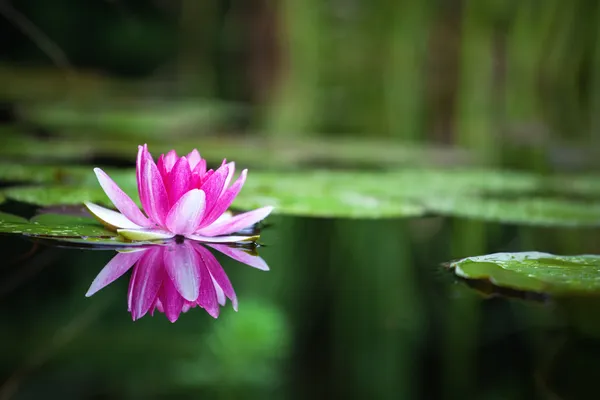 Rosa Seerose — Stockfoto