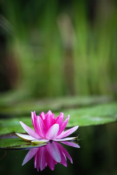 Nenúfar — Foto de Stock