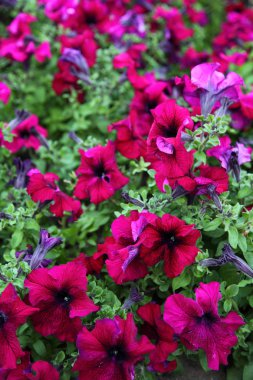 pembe Petunya çiçek