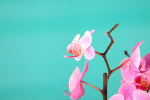 Bella orchidea rosa — Foto Stock