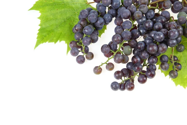 Red grape — Stock Photo, Image