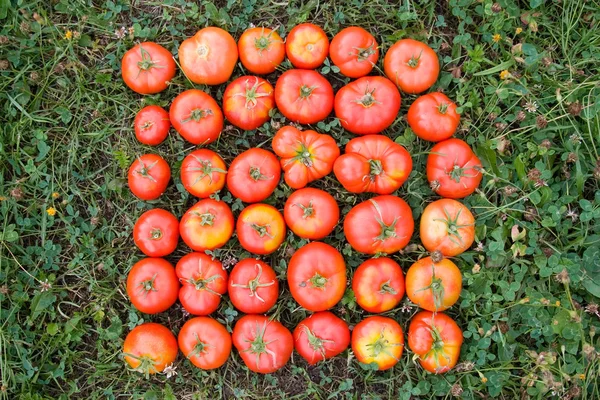 Tomatoes on a green grass — Stock Photo, Image