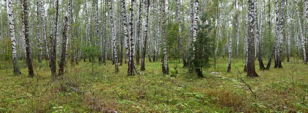 Sommerbirkenwald — Stockfoto