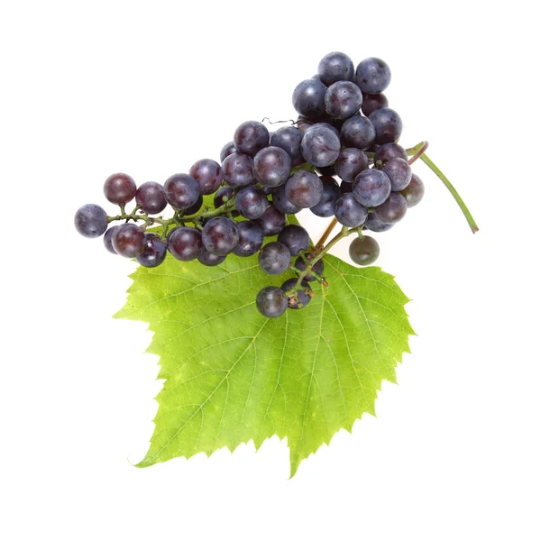 Красный виноград с листьями — стоковое фото