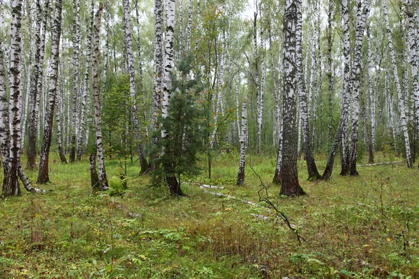 Summer birch forest — Stock Photo, Image