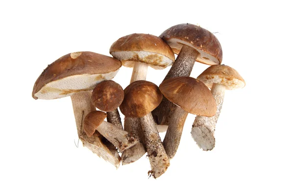 Set of mushrooms — Stock Photo, Image