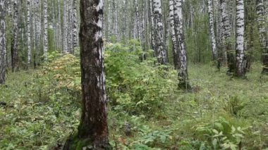 Yaz huş ağacı orman