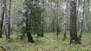 Yaz huş ağacı orman