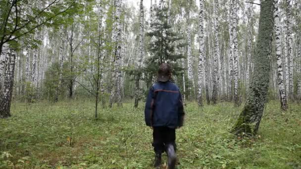 Rapaz na floresta de bétula — Vídeo de Stock