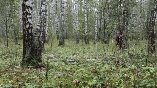 Zomer berk bos — Stockvideo