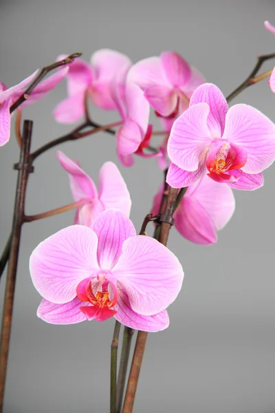 Gyönyörű rózsaszín orchidea — Stock Fotó