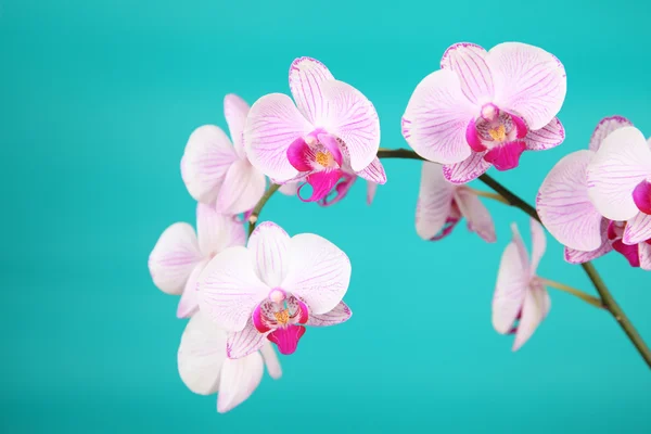 Ροζ ορχιδέα (Phalaenopsis) — Φωτογραφία Αρχείου