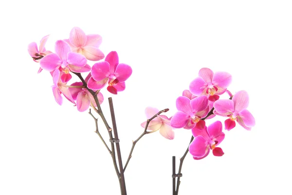 Vackra pink orchid — Stockfoto