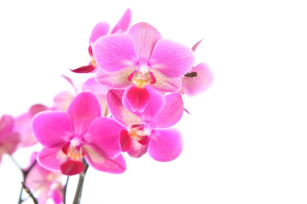 Krásná růžová orchidej — Stock fotografie